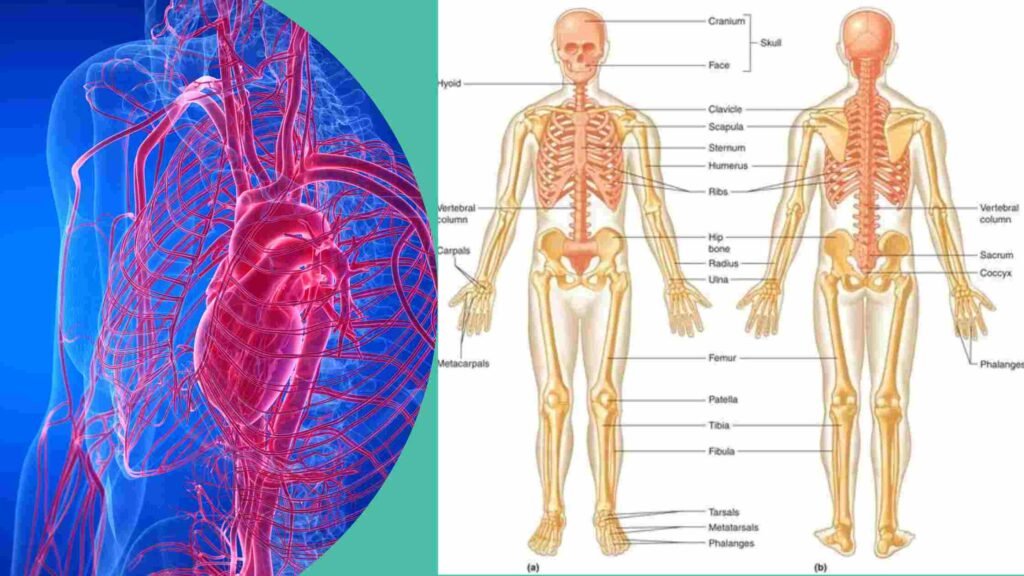 Anatomy and Physiology flashcards: exam gifts for students